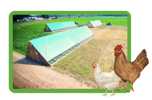 chicken