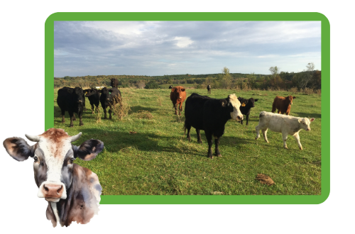 cows