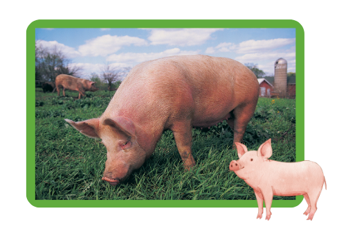 pigs